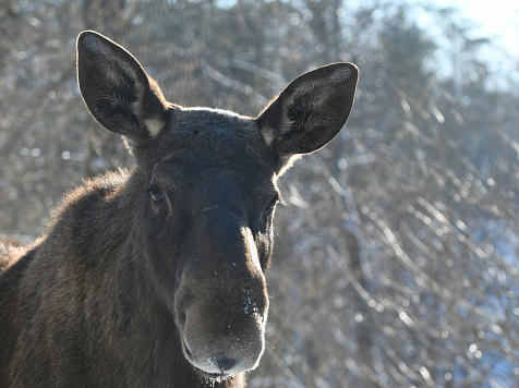 В Красноярском крае прикормленного лосёнка вывезли из деревни в лес из-за проявлений агрессии. Фото: pixabay.com