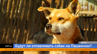 Проблемы сети кондуктора не касаются, и почему в красноярском Пашенном не могут одолеть собак