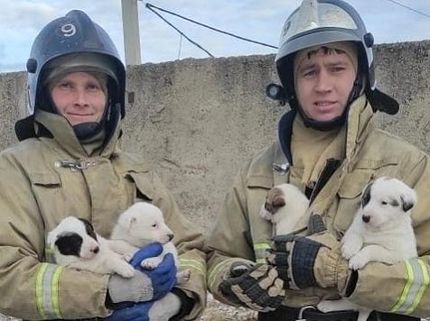 Под Красноярском пожарные спасли 8 щенят и теперь ищут им хозяев. Фото: mchs24