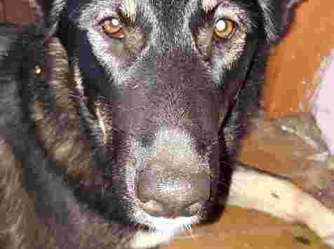 «Удар, треск, резкое торможение, и дикий вопль»: в Лесосибирске автобус сбил собаку . Фото: Очевидцы