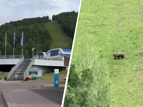В окрестностях Красноярска заметили сразу нескольких медведей. Фото и видео: Сергей Пономаренко