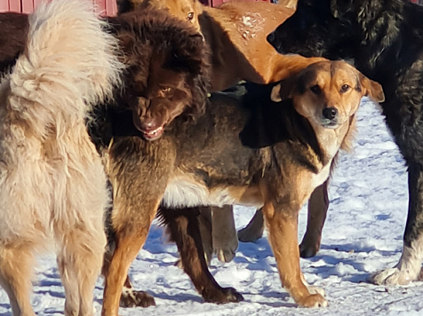 За пять лет численность бездомных собак в Красноярске сократилась в два раза. Фото: мэрия Красноярска