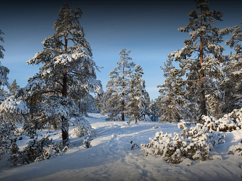 Красноярский край вошел в лидеры по лесным налогам. Фото: Рослесхоз