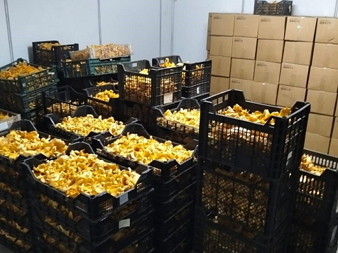 В Красноярском крае начался сезон промышленной заготовки грибов. Фото: Крайпотребсоюз
