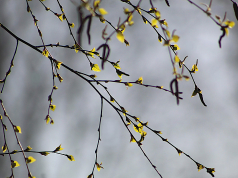 В Красноярске на следующей неделе ожидается до плюс 13 градусов. Фото: pixabay.com