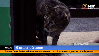 В Сосновоборске ввели принудительную вакцинацию животных от бешенства