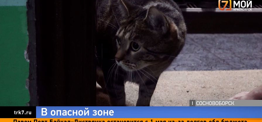 В Сосновоборске ввели принудительную вакцинацию животных от бешенства