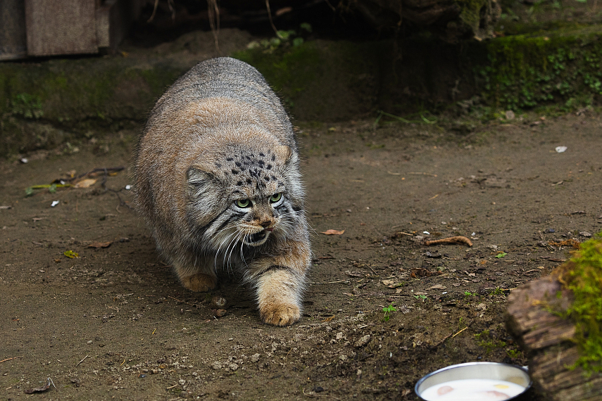 /upload/resize_cache/iblock/e57/855_641_1/d8ei1f5n741899goh2mjcxggh1omyebn.jpg