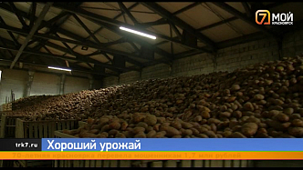 «Одного клубня хватит на целую сковородку»: аграрии Красноярского края хвастают урожаем картофеля
