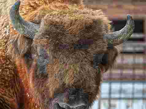 Старейшему зубру из «Роева ручья» исполнилось 20 лет (фото). фото: Роев ручей