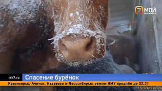 Фура с живым грузом застряла на трассе в мороз под Назарово