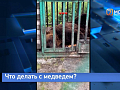 Что будет с медведем-заложником из Красноярского края?