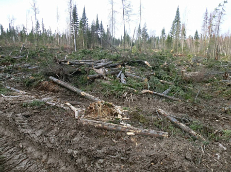 В Красноярском крае незаконно вырубили лес на 16 миллионов рублей. Фото: прокуратура Красноярского края