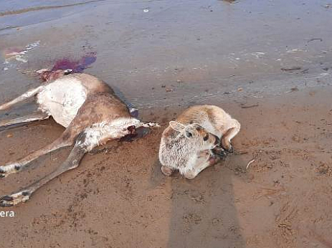 У погибших на севере Красноярского края оленей выявлены признаки утопления. Фото: хатанга.рф