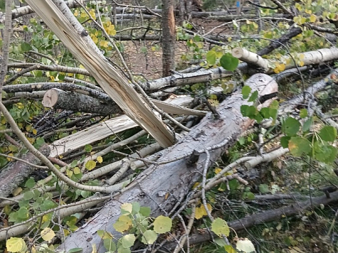 8 сентября в нацпарке «Красноярские Столбы» ураган повалил десятки деревьев. Фото: vk.com/npkrasstolby