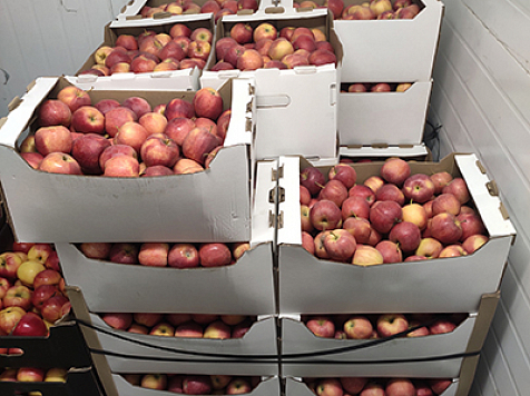 Более 800 килограмм яблок изъяли и уничтожили в Красноярске. Фото: Россельхознадзор