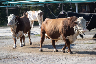 В Красноярском крае обсудили вопрос господдержки животноводства