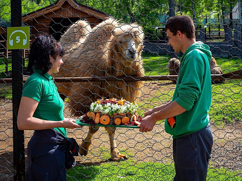 В красноярском «Роевом ручье» с фотосессией и тортом отпраздновали день верблюда. Фото: парк «Роев ручей»