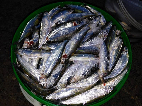 В Красноярском крае мужчина незаконно выловил рыбу на 850 тысяч. Фото: 24.мвд.рф