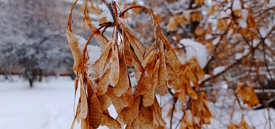 Десять жителей Красноярского края погибли от обморожений