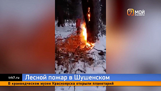 Среди зимы вспыхнули 60 краснокнижных кедров в Шушенском Красноярского края 