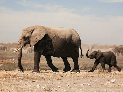 Купи слона. Намибия продаст более 200 своих гигантов. Фото: esquire.ru