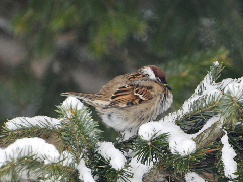 Снежно и ветрено будет в Красноярске. Фото: Надежда Гончарова