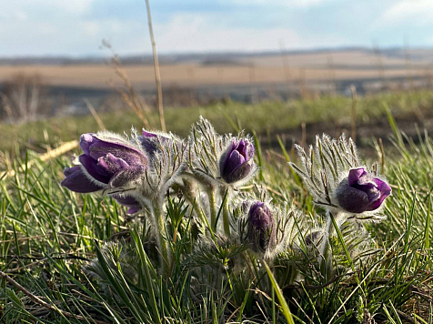 В Красноярске 21 мая в воскресенье ожидается летняя жара до +23 °C. Фото: «ИНСТИНКТ» - центр охраны дикой природы