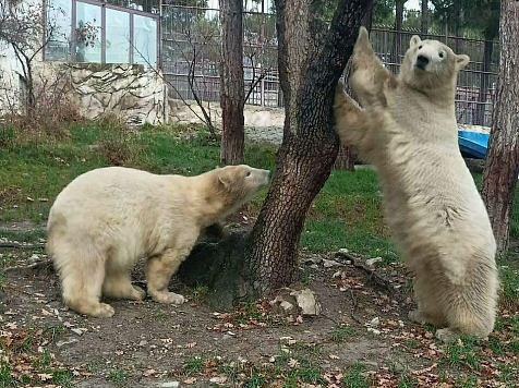 В Сафари-парке Геленджика отметят день рождения белых медвежат из Красноярска. Фото: Сафари-парк, Геленджик