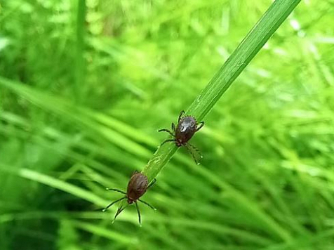 Красноярцы переживают камбэк клещей. Фото: Роспотребнадзор Красноярского края