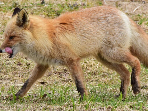 «Рогатый скот там не зарегистрирован»: главный ветеринар Емельяновского МО о карантине по бешенству. Фото: Дикая Природа России