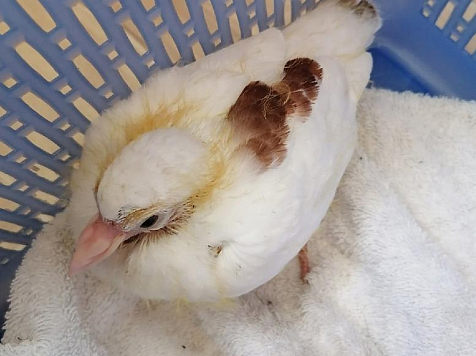 Красноярка спасла голубёнка, и теперь он навещает женщину каждый день, заодно и обедает. Видео