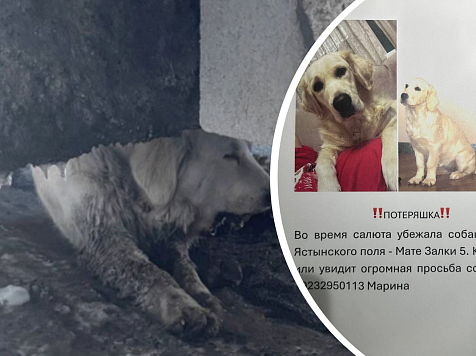 В Красноярске спасли ретривера с застрявшей консервной банкой в пасти. Фото/видео: «112 Красноярск»; «ЧП Красноярск»