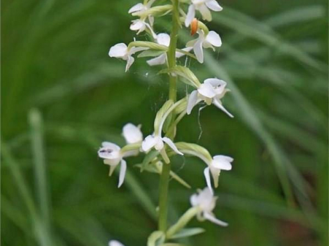 На юге Красноярского края зацвела редкая орхидея . национальный парк «Шушенский бор»