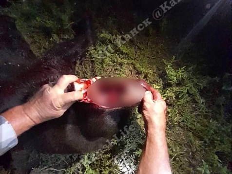 В Красноярском крае охотники убили очередного медведя. Фото: ЧП Канск