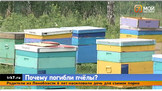 Пасечники Емельяновского района о гибели 6 млн пчёл: «Мёда уже не будет»