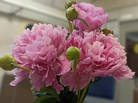 Цветут последние пионы: как продлить жизнь букету — советует красноярский флорист. Фото: 7 канал Красноярск/Наталия Тихомирова