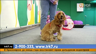 В Красноярске готовится к открытию детский садик для щенков