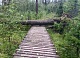 Заваленные тропы и сломанные мосты: после шторма на Столбах закрыли популярные маршруты