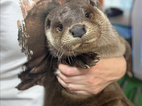В Красноярске ищут ночную няню для выдры. Фото: Центр дикой природы «Инстинкт»