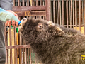 Осиротевший детёныш овцебыка осваивается в красноярском "Роевом ручье"