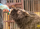 Осиротевший детёныш овцебыка осваивается в красноярском "Роевом ручье"