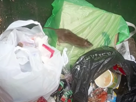 В Красноярском крае крыса поцарапала ребёнка на улице: его увезли в травмпункт