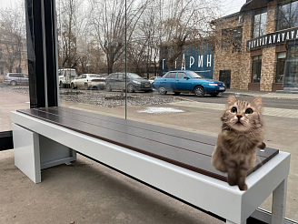 Кошка Лиля из Красноярска стала героиней мемов
