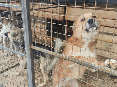В Красноярске строительство приюта для собак окончилось разборками. Фото: администрация Красноярска