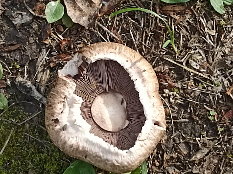 В Красноярске горожане массово собирают дикие шампиньоны в парках и во дворах