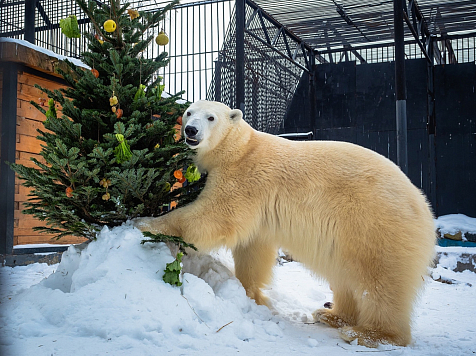 «Грызут, бодают и метят!»: в Красноярском зоопарке животные радуются подаренным елкам. Фото: «Роев ручей»