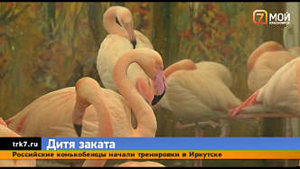 В Красноярск из Якутии привезли розового фламинго Гришу
