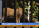 Имя для льва выбирают в красноярском зоопарке «Роев ручей»