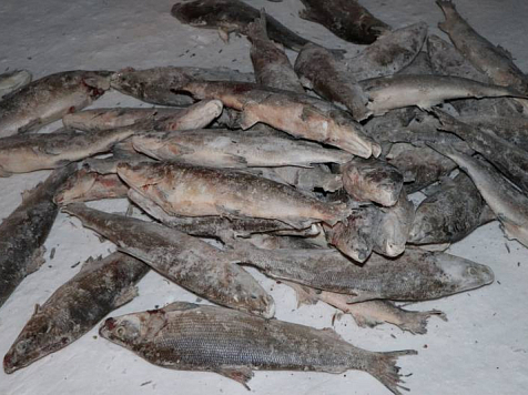 На севере края мужчина незаконно выловил рыбу на 2 миллиона. Фото: 24.мвд.рф